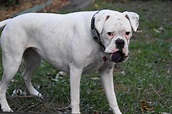 Albino Boxer Dog