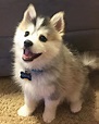 Cute Pomsky Kaya | Cute Puppy Pictures