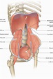 Abdomen and pelvis: overview and surface anatomy | Basicmedical Key