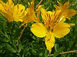 Alstroemeria aurea (Golden Lily of the Incas) - World of Flowering Plants