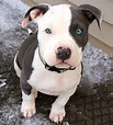 Pitbull Puppies | Cute baby animals, Pitbull puppies, Cute animals