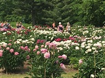 Ann Arbor's Peony Garden Is In Full Bloom With Two-Thirds Of The ...