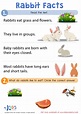 Rabbit Facts Free download Worksheet for kids
