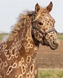 Peacock leopard Appaloosa in 2021 | Animals, Leopard appaloosa, Horses