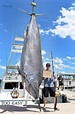 FOTO: Pescadores capturan monstruoso marlín negro de casi 700 kilos