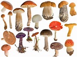 Cogumelo - Reino Fungi - InfoEscola
