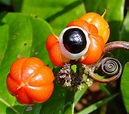 Polynesian Produce Stand : ~GUARANA~ Paullinia cupana Brazilian Organic ...