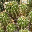 Ferocactus Robustus - 15 Seeds - Mexico Clump Barrel Cactus