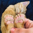 Gatos con 18 dedos: ¿Qué significa ser polidáctil?