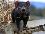 Animales: El demonio de Tasmania vuelve a la Australia continental tras ...