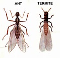 Winged Termites