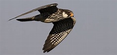 Más de 100.000 halcones se salvan de la muerte gracias a Seo/BirdLife ...