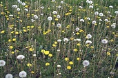 Dandelion Flower Meaning And Symbolism - Interesting Facts | Florgeous