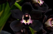 Cuidados de la orquídea negra | Jardineria On