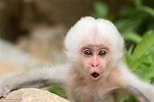 Rare white monkey takes bite of sibling's head in Japan | Daily Mail Online