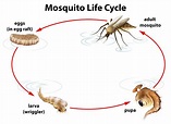The life cycle of a mosquito 292720 Vector Art at Vecteezy