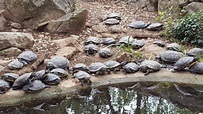 Schildkrötenpark A Cupulatta in Ajaccio • HolidayCheck