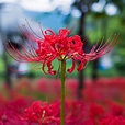 Red Spider Lily Bulbs For Sale | Lycoris Red - Radiata – Easy To Grow Bulbs