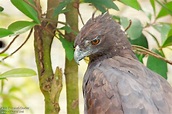 Aigle noir - Ictinaetus malaiensis