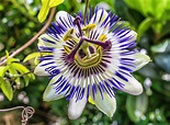 Las flores exóticas más sorprendentes del mundo - Metatopy