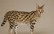 Savannah Cat Breed Information Facts & 30+ Pictures | FallinPets