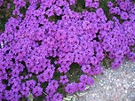 File:Verbena Purple 1.JPG - Wikipedia