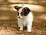 Papillon Dog Breed Information, Images, Characteristics, Health