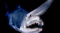 El tiburón duende, una de las criaturas marinas más extrañas del ...