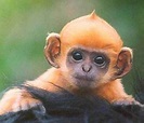 Baby_ginger_monkey - SecuMail®