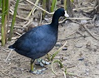 American Coot, Fulica americana - Michigan's Sleeping Bear Birding Trail