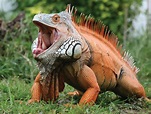 Common iguana | lizard | Britannica