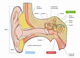 Las 9 partes y huesos del oído humano (y sus características)