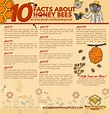 10 Fun Facts about honey bees - Buzz Beekeeping Supplies