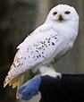 Snowy owl | Harry Potter Wiki | FANDOM powered by Wikia | Harry potter ...