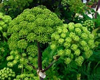 Angelica pianta: proprietà, utilizzi e coltivazione dell'Angelica ...