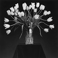 Baldwin Gallery | Exhibitions | Robert Mapplethorpe, Figure and Flower ...