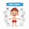 Vector Illustration of Human Body Stock Illustration - Illustration of ...