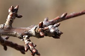 frech & wild - Knospen - das "Must eat" des Frühlings