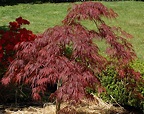 15 Varieties of Japanese Maple Trees With Colorful Foliage