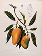 Mango (Mangifera indica L.): fruiting branch with numbered sections of ...