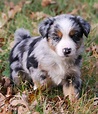 Australian Shepherd puppy. -Yes I will get one of these cuties one of ...