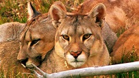 Der Puma | NDR.de - Fernsehen - Sendungen A-Z - Expeditionen ins Tierreich