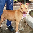 Tropas Pit Bull: Hembras