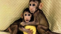 China clona cinco monos alterados genéticamente para analizar el ...