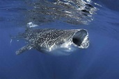 11 Gripping Whale Shark Facts