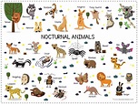 Nocturnal Animal Fun Pack - 1+1+1=1