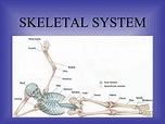 Human skeletal system - Movement and Locomotion