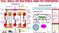 Cell wall of bacteria and its synthesis || How antibiotics inhibit ...