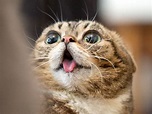 Cats Making Funny Faces