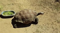 Riesenschildkröte - Schildkrötenpark Ajaccio (A Cupulatta) - YouTube
